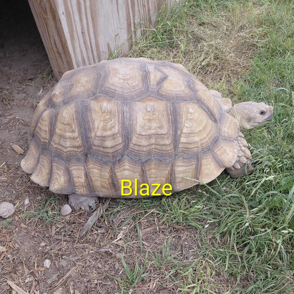 Enlarge Blaze, a Adoptable Sulcata in San Marcos, TX image 2/2