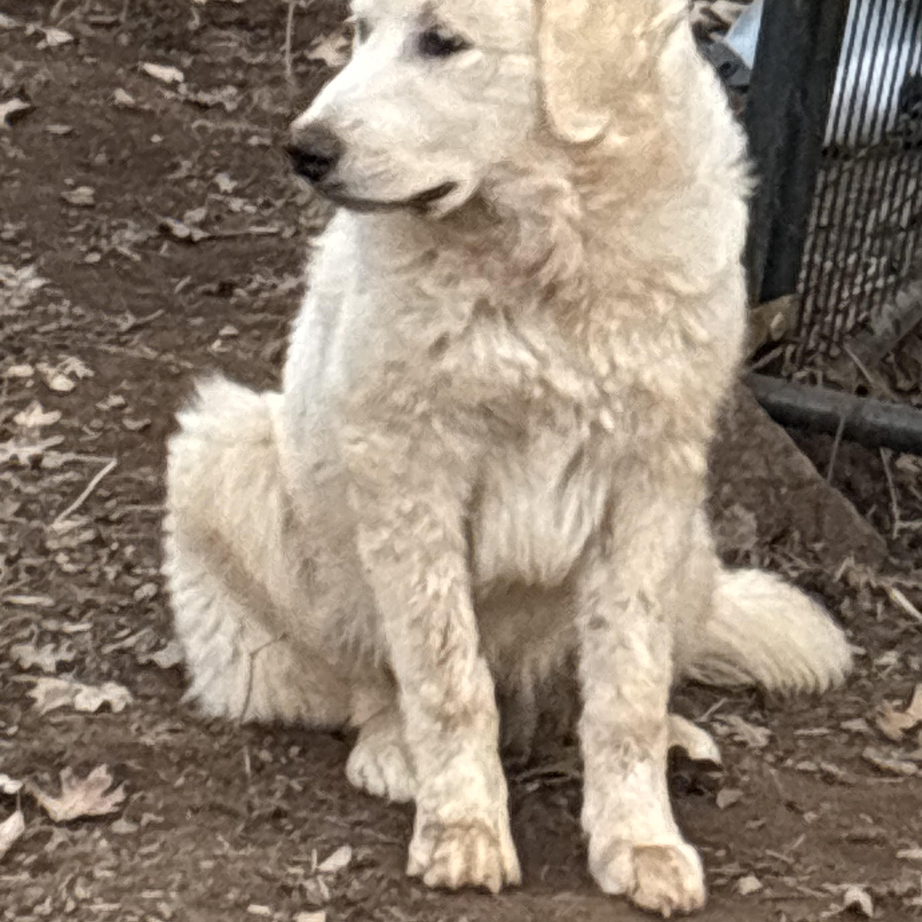 Enlarge Betty , a ADOPTABLE Great Pyrenees in San Diego, CA image 5/5