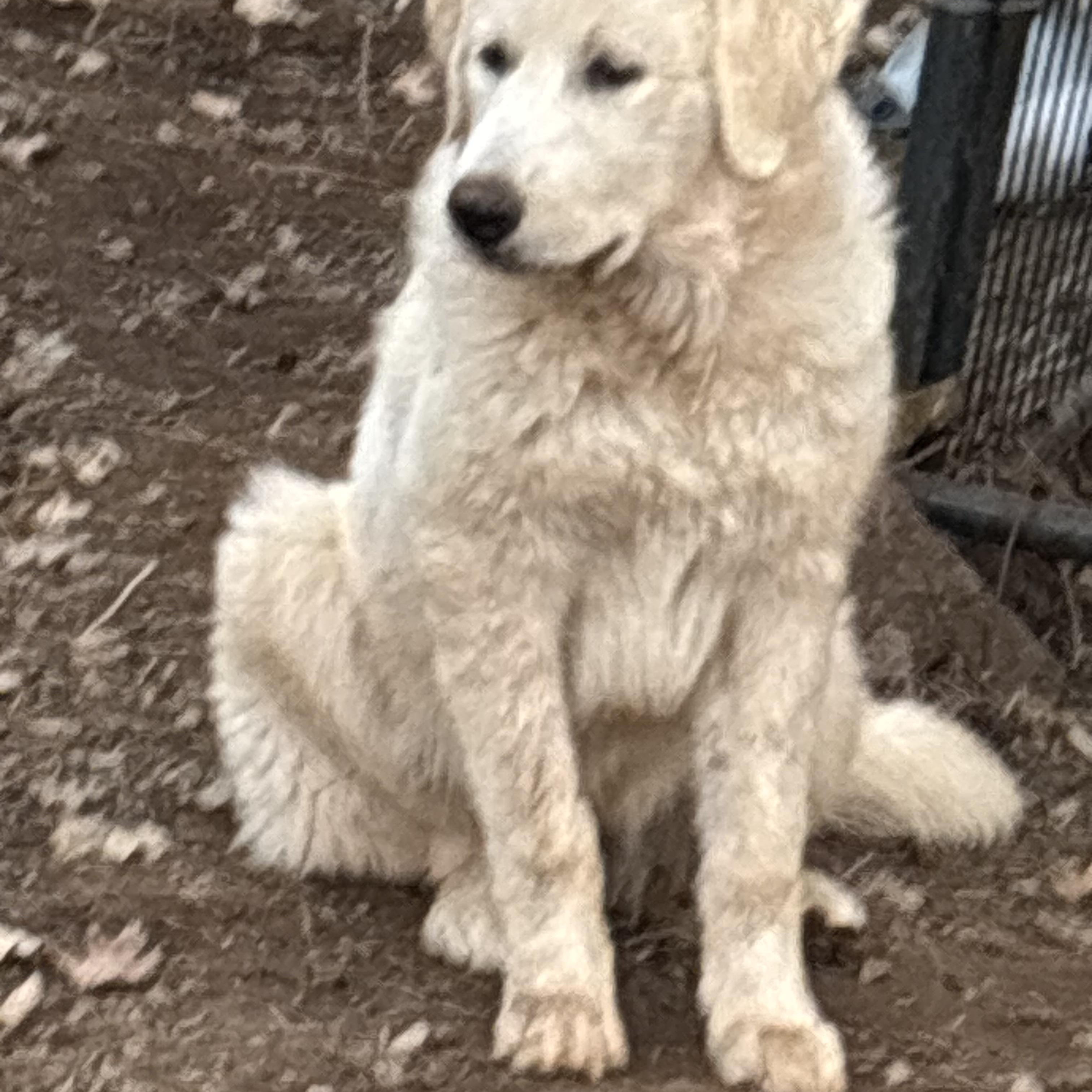Enlarge Betty , a ADOPTABLE Great Pyrenees in San Diego, CA image 4/5