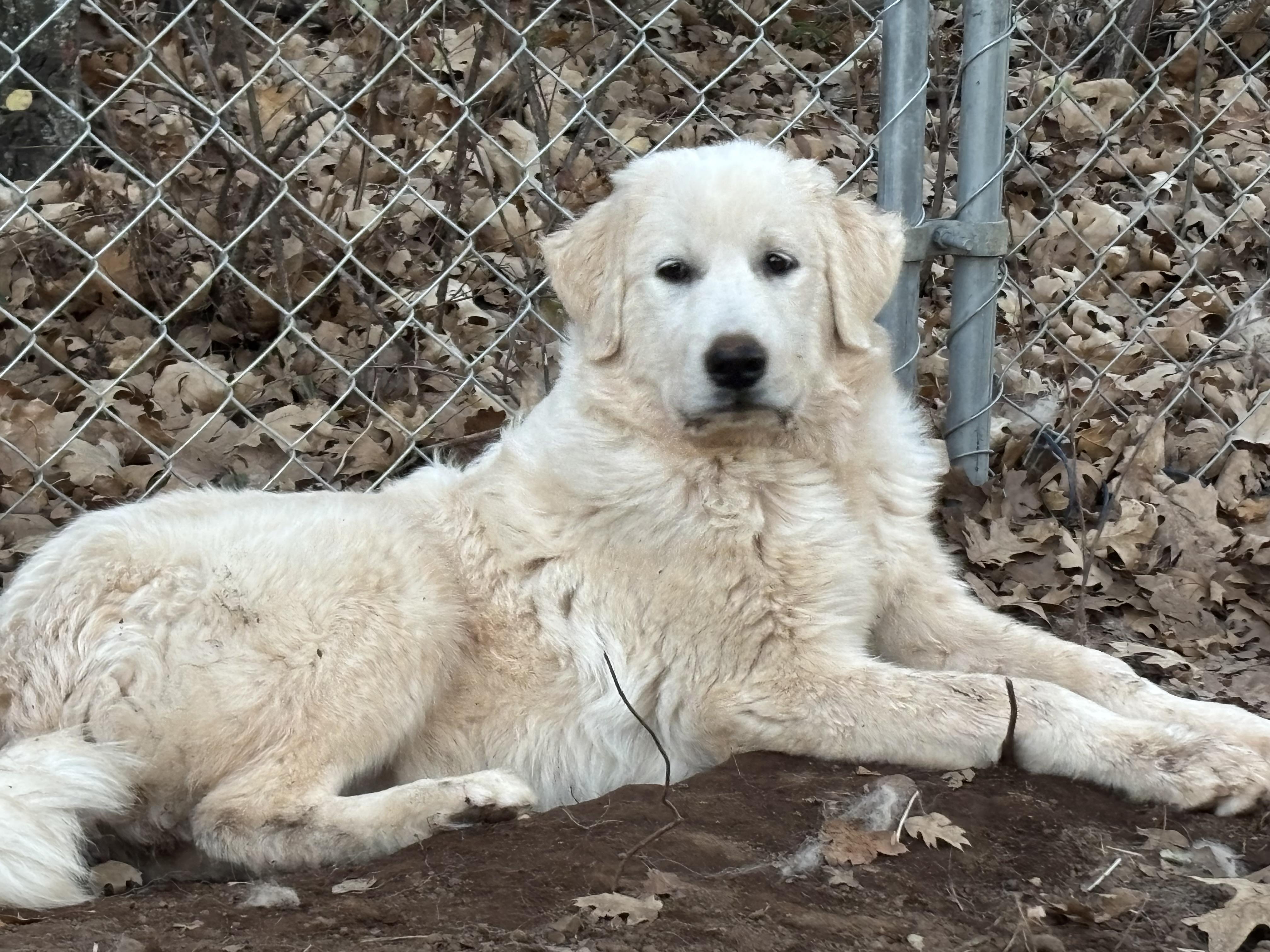 Betty , ADOPTABLE, Young Female Great Pyrenees.