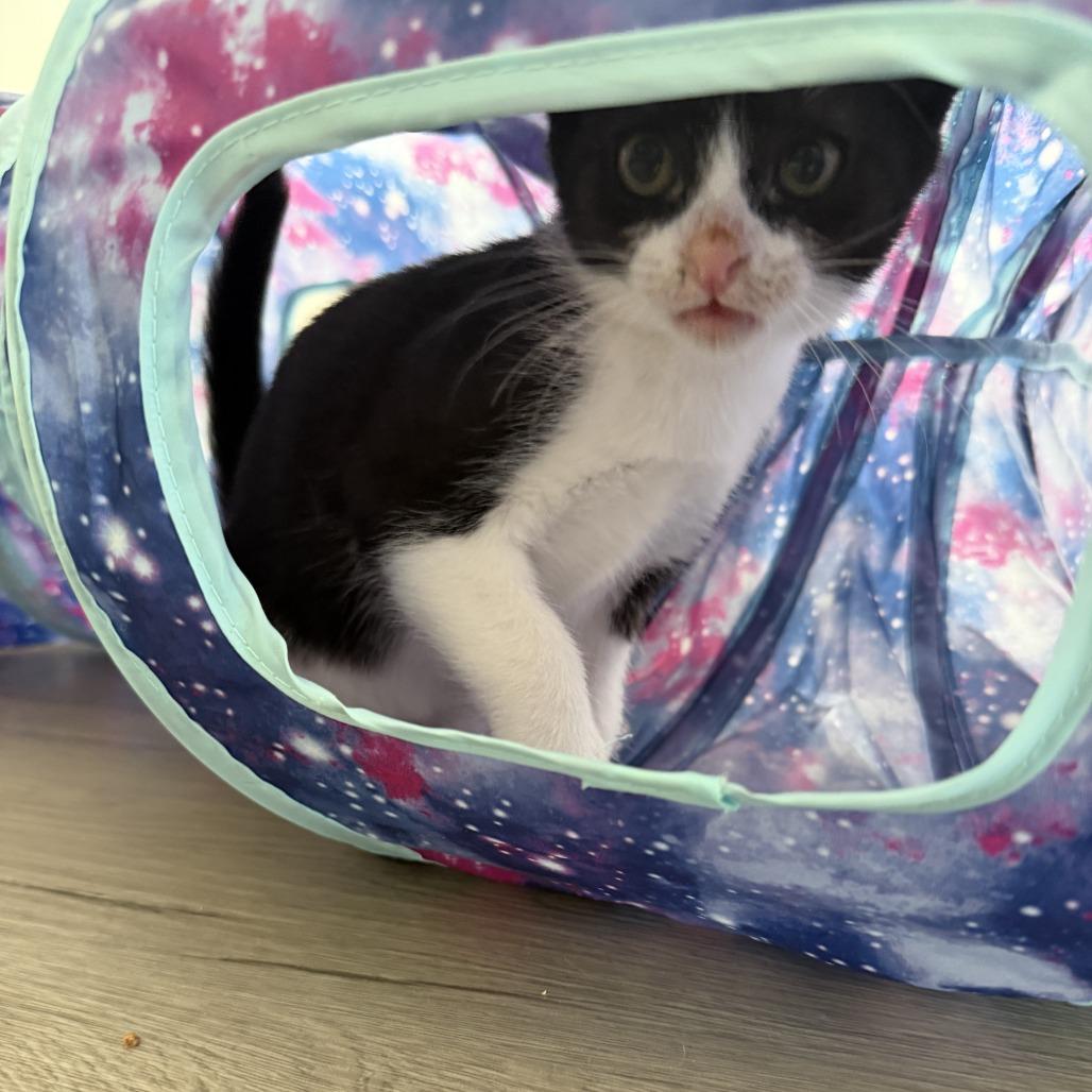 Enlarge Domino, an adoptable Domestic Short Hair in Santa Monica, CA image 2/2