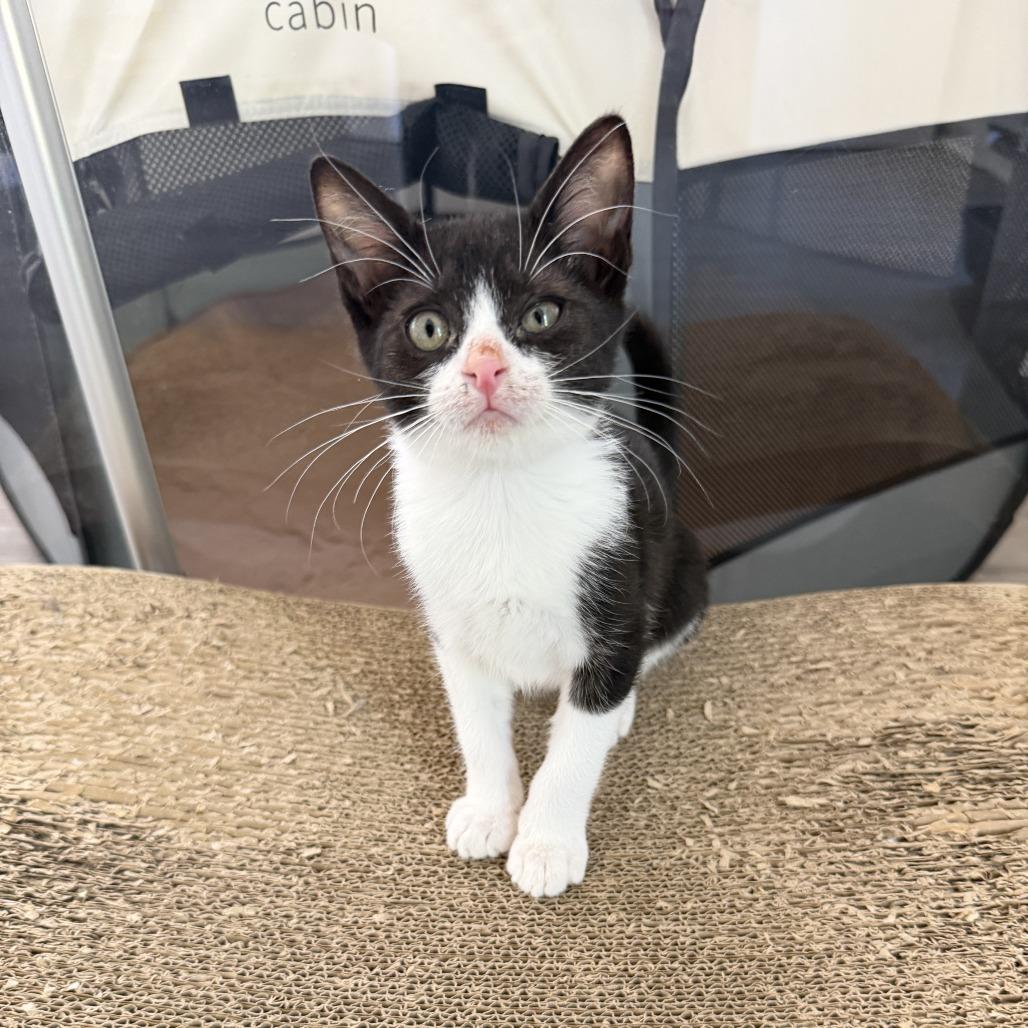 Domino, adoptable, Young Female Domestic Short Hair.