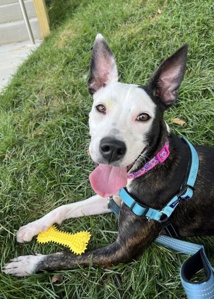 Minnie, Adoptable, Young Female Mixed Breed & Mixed Breed.