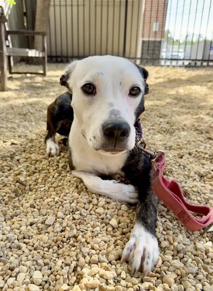 Minnie, Adoptable, Young Female Mixed Breed & Mixed Breed.