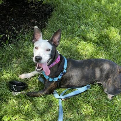 Minnie, a Adoptable mixed breed in Washington, DC image 2/3