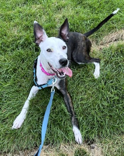 Minnie, a Adoptable mixed breed in Washington, DC image 3/3