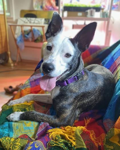 Enlarge Minnie, a Adoptable mixed breed in Washington, DC image 3/3