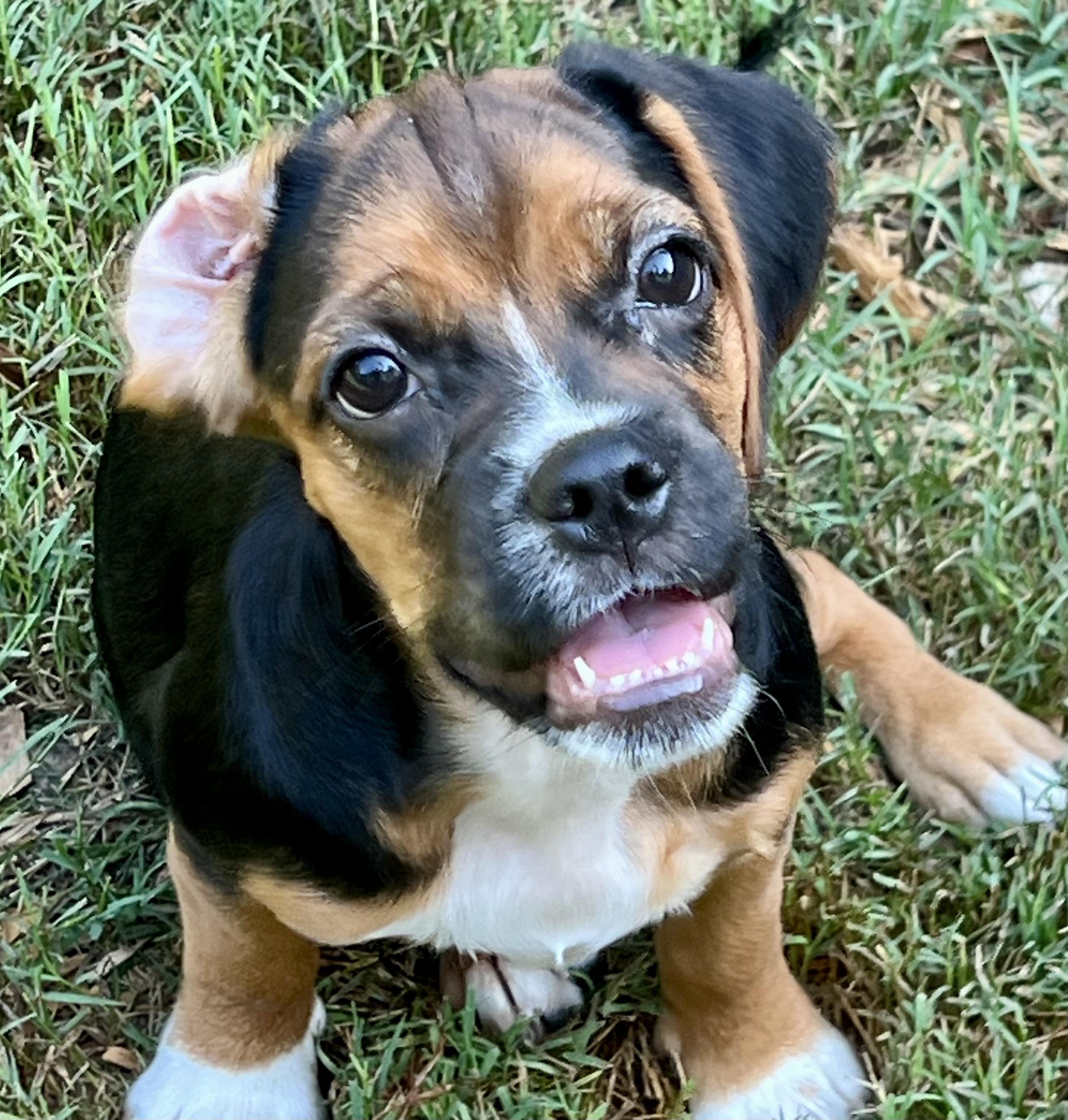 Roxy, an adopted mixed breed in Mt Pleasant, SC image 1/3