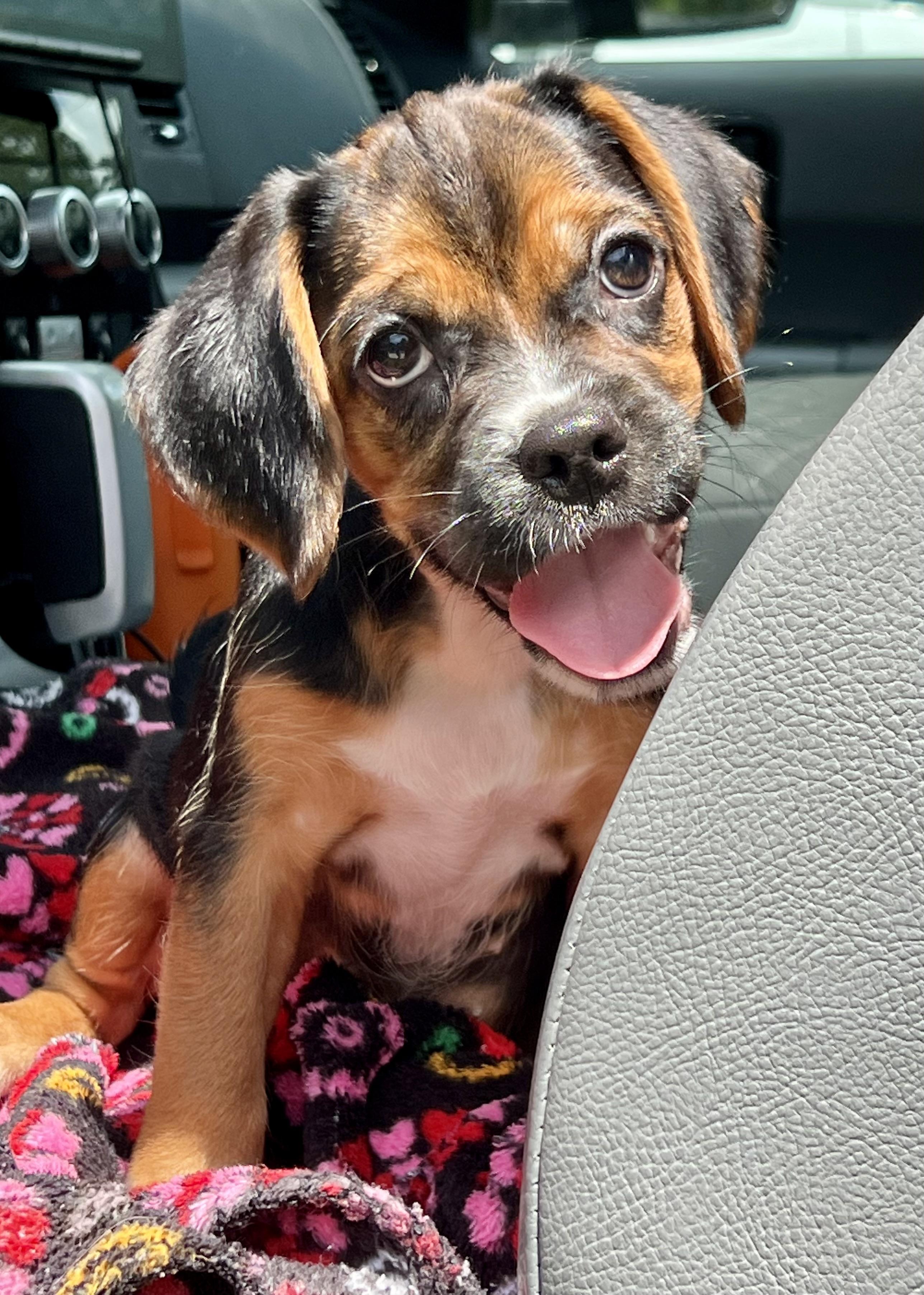 Roxy, an adopted mixed breed in Mt Pleasant, SC image 3/3