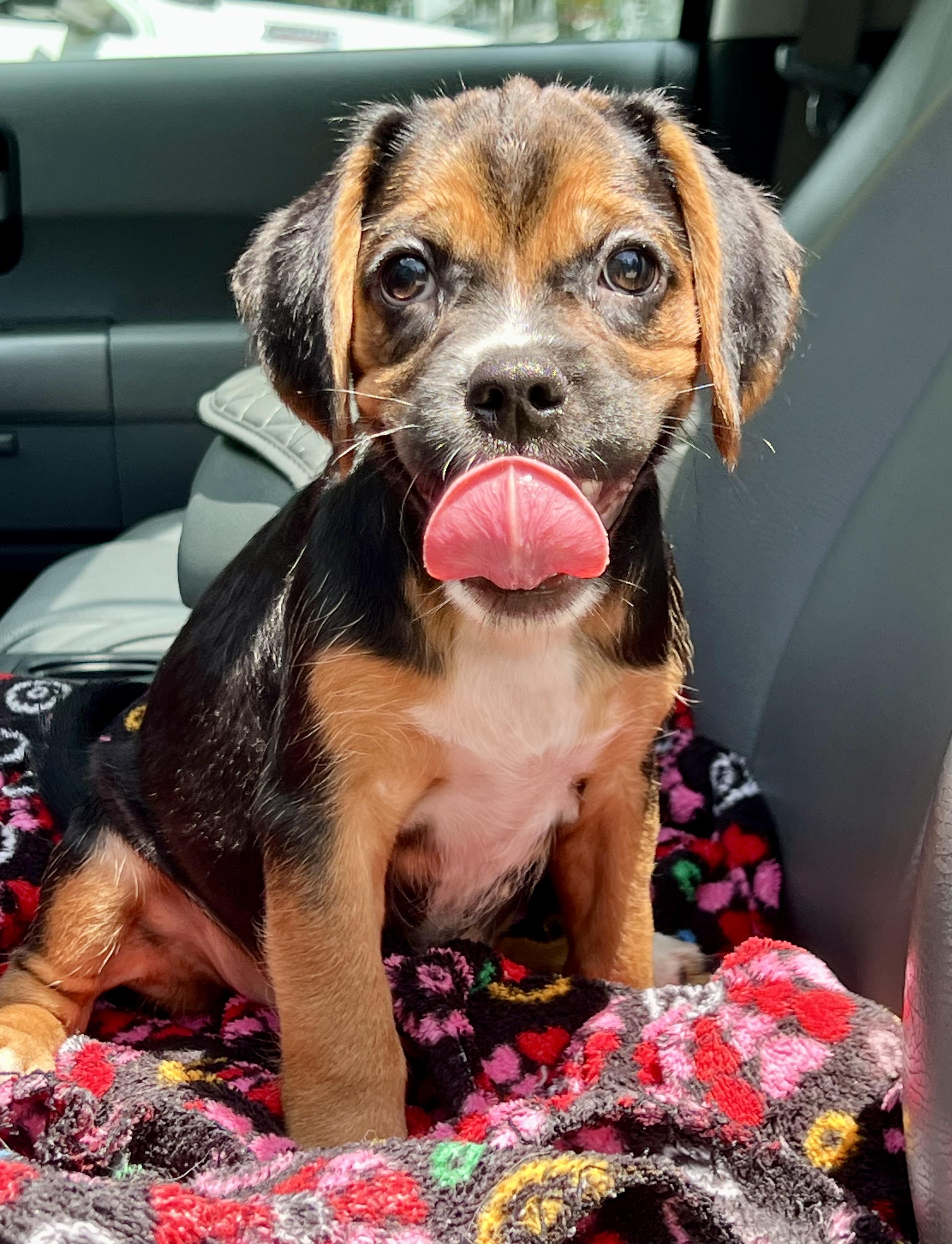 Roxy, an adopted mixed breed in Mt Pleasant, SC image 2/3
