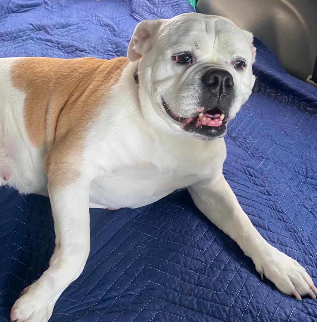 Lulu, Adoptable, Senior Female English Bulldog.