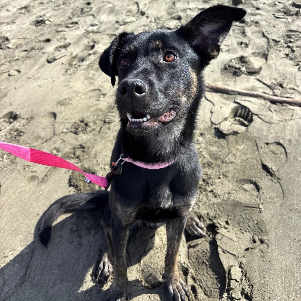 Enlarge Ava, a Adoptable mixed breed in Vallejo, CA image 1/6