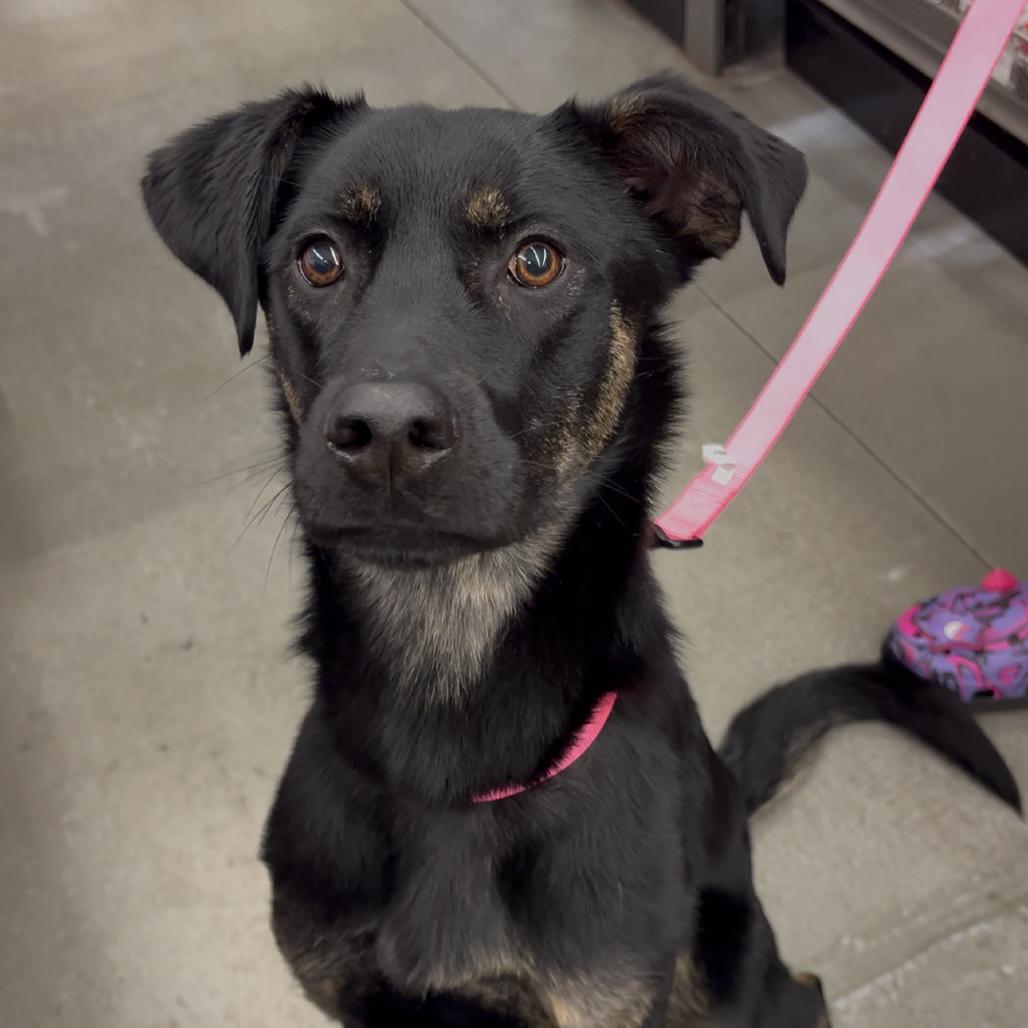 Enlarge Ava, a Adoptable mixed breed in Vallejo, CA image 2/6