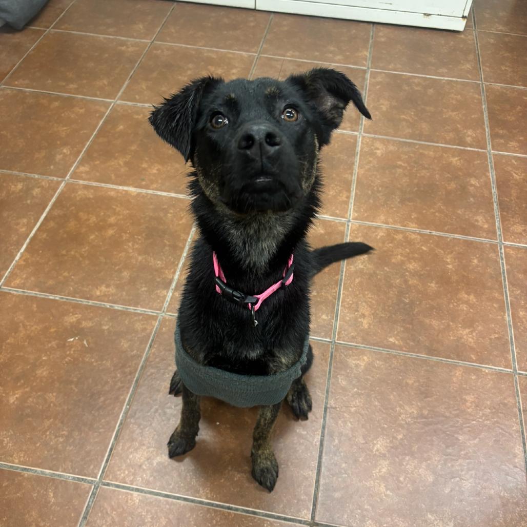 Enlarge Ava, a Adoptable mixed breed in Vallejo, CA image 3/6