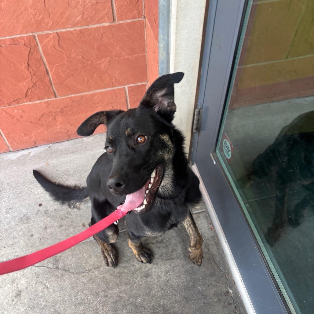 Enlarge Ava, a Adoptable mixed breed in Vallejo, CA image 4/6