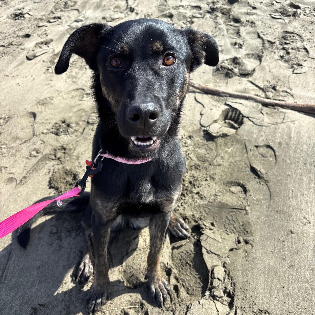 Enlarge Ava, a Adoptable mixed breed in Vallejo, CA image 6/6