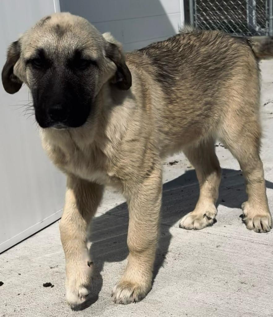 Remington, Adopted, Young Female Mastiff & Mixed Breed.