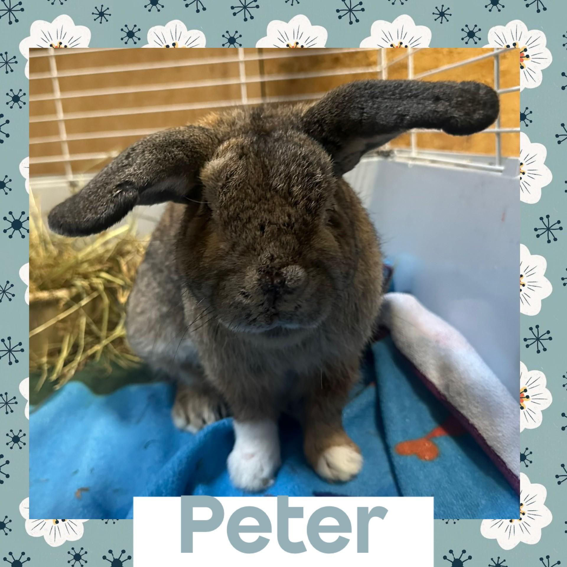 Peter, Adoptable, Adult Male American.