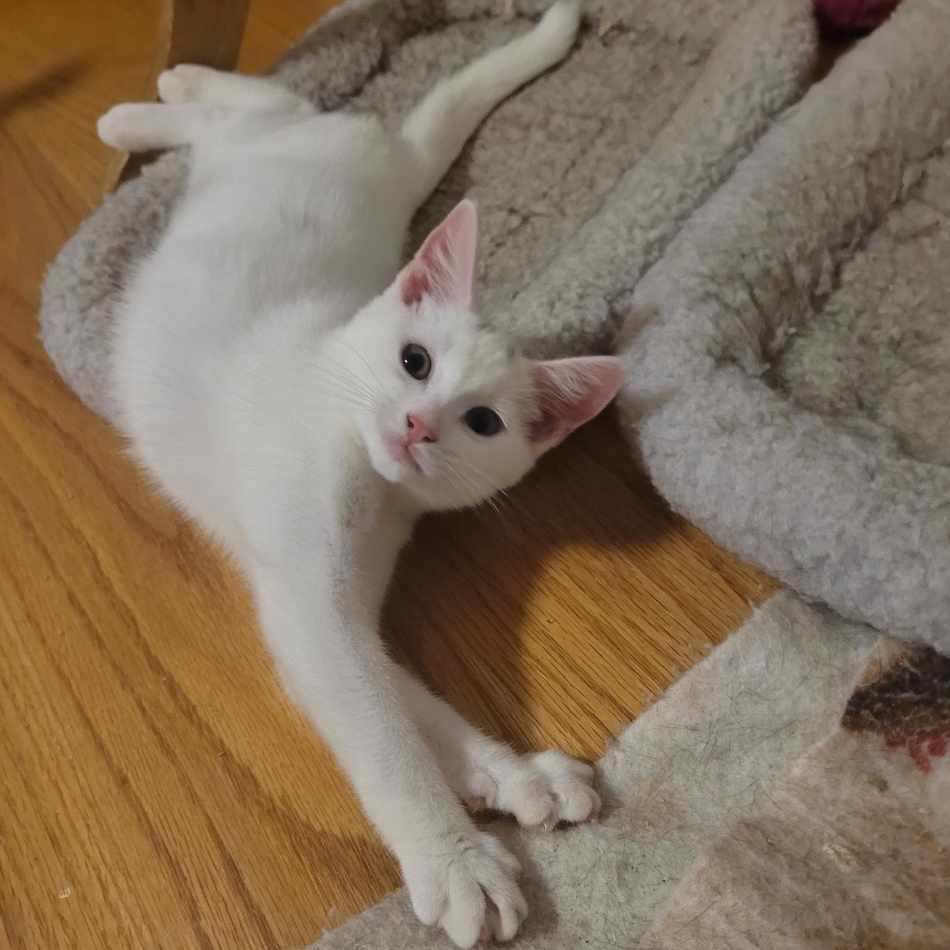 Enlarge Soreen, a Adoptable Domestic Short Hair in Norwalk, CT image 1/2