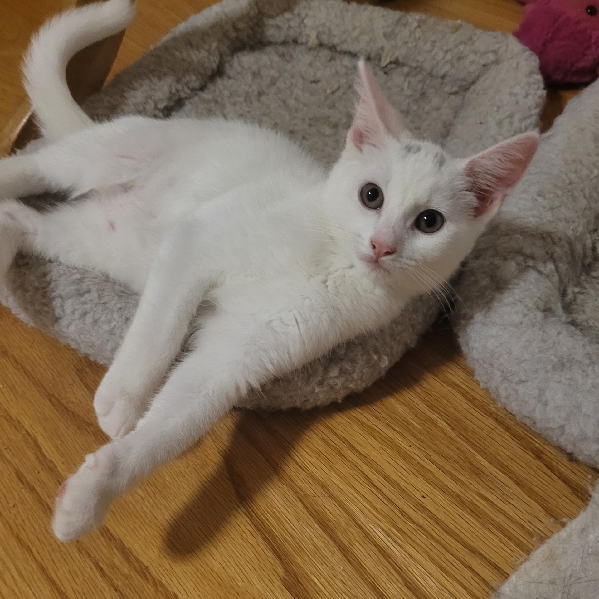 Enlarge Soreen, a Adoptable Domestic Short Hair in Norwalk, CT image 2/2