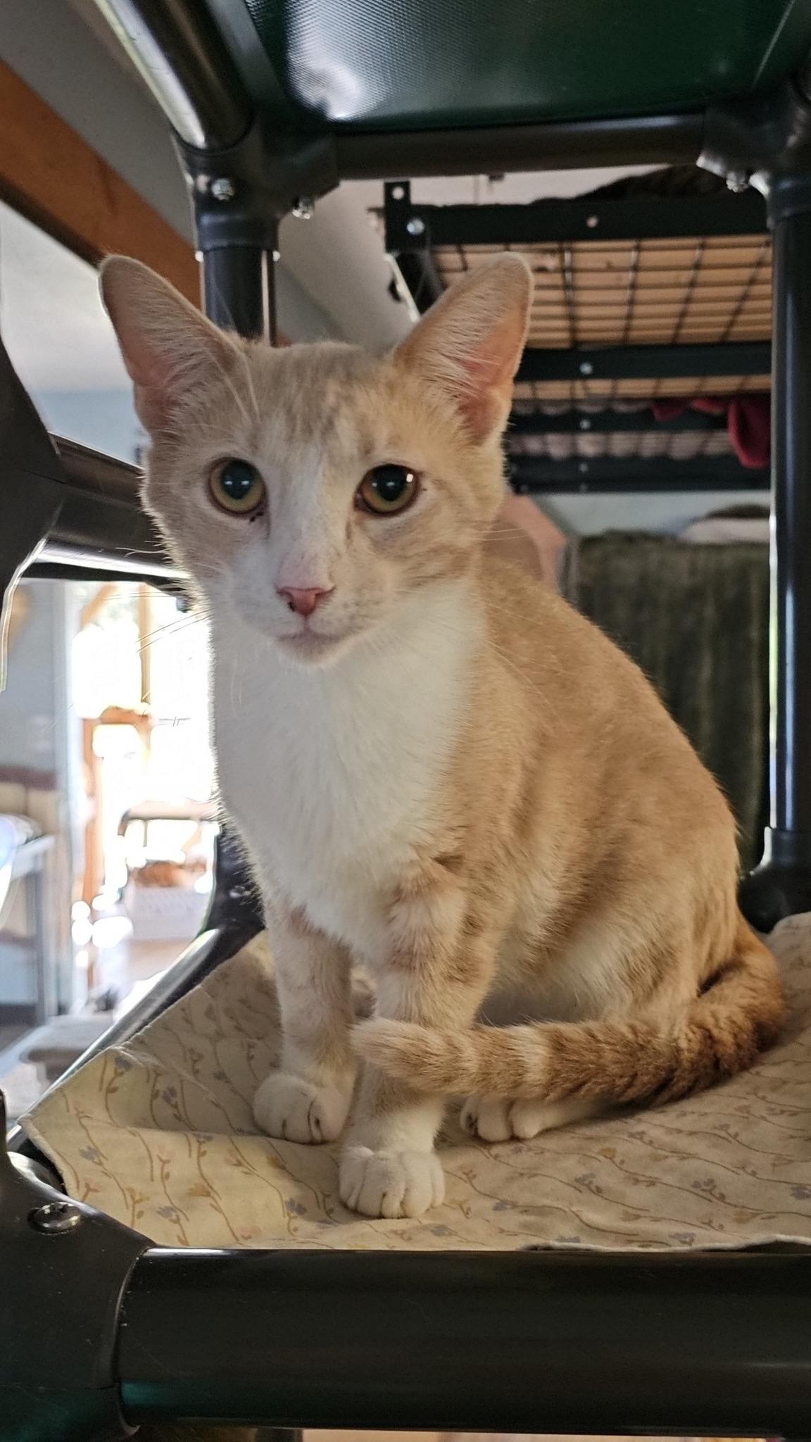 Enlarge Tandy, a Adoptable Domestic Short Hair in Pardeeville, WI image 1/1