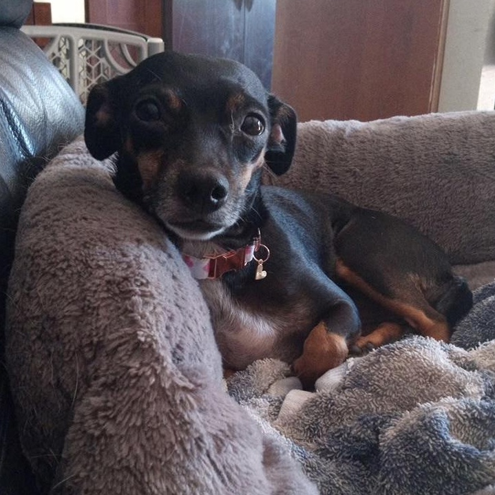 Moana, a Adoptable mixed breed in Indianapolis, IN image 3/4