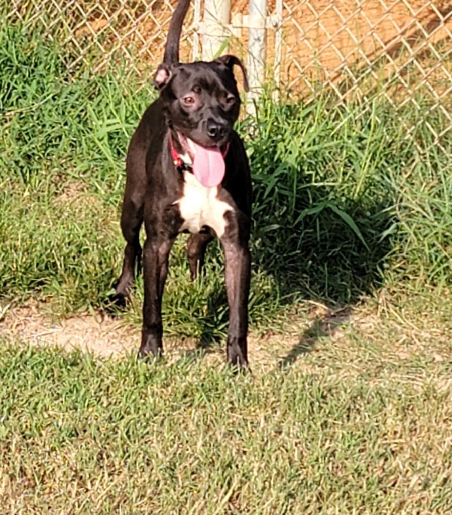 Enlarge Raven, a Adoptable Mixed Breed in Augusta, GA image 1/6