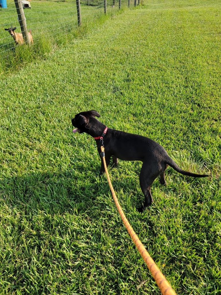 Enlarge Raven, a Adoptable Mixed Breed in Augusta, GA image 2/6