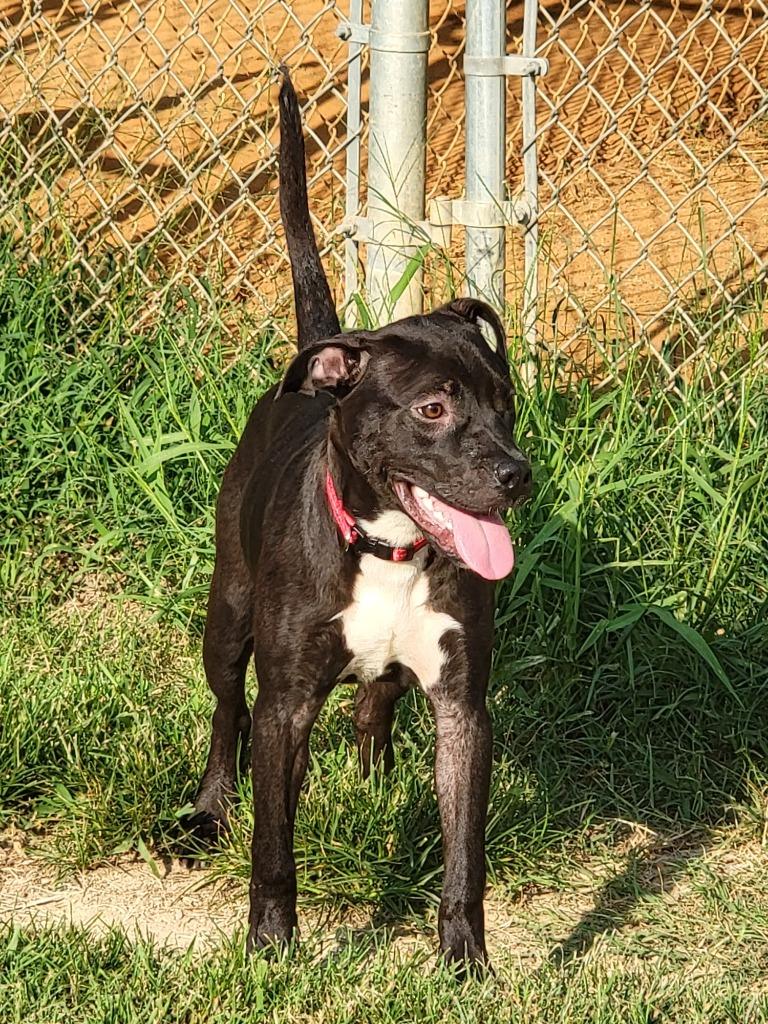 Enlarge Raven, a Adoptable Mixed Breed in Augusta, GA image 4/6