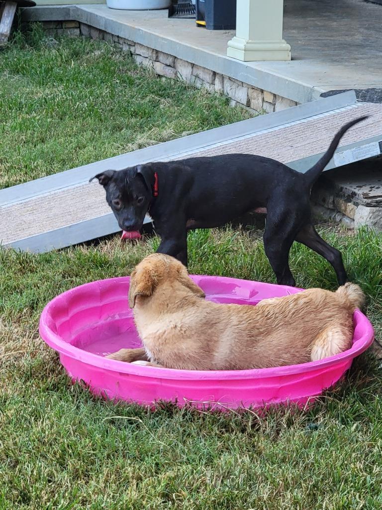 Enlarge Raven, a Adoptable Mixed Breed in Augusta, GA image 5/6