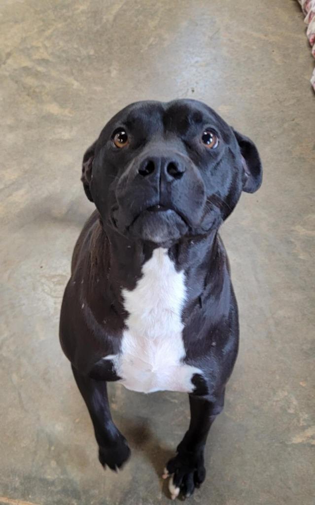 Enlarge Raven, a Adoptable Mixed Breed in Augusta, GA image 6/6