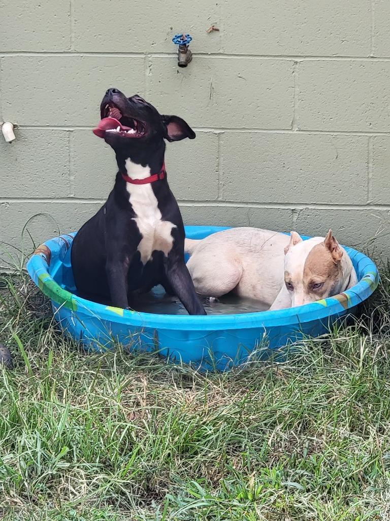 Raven, a Adoptable Mixed Breed in Augusta, GA image 6/6