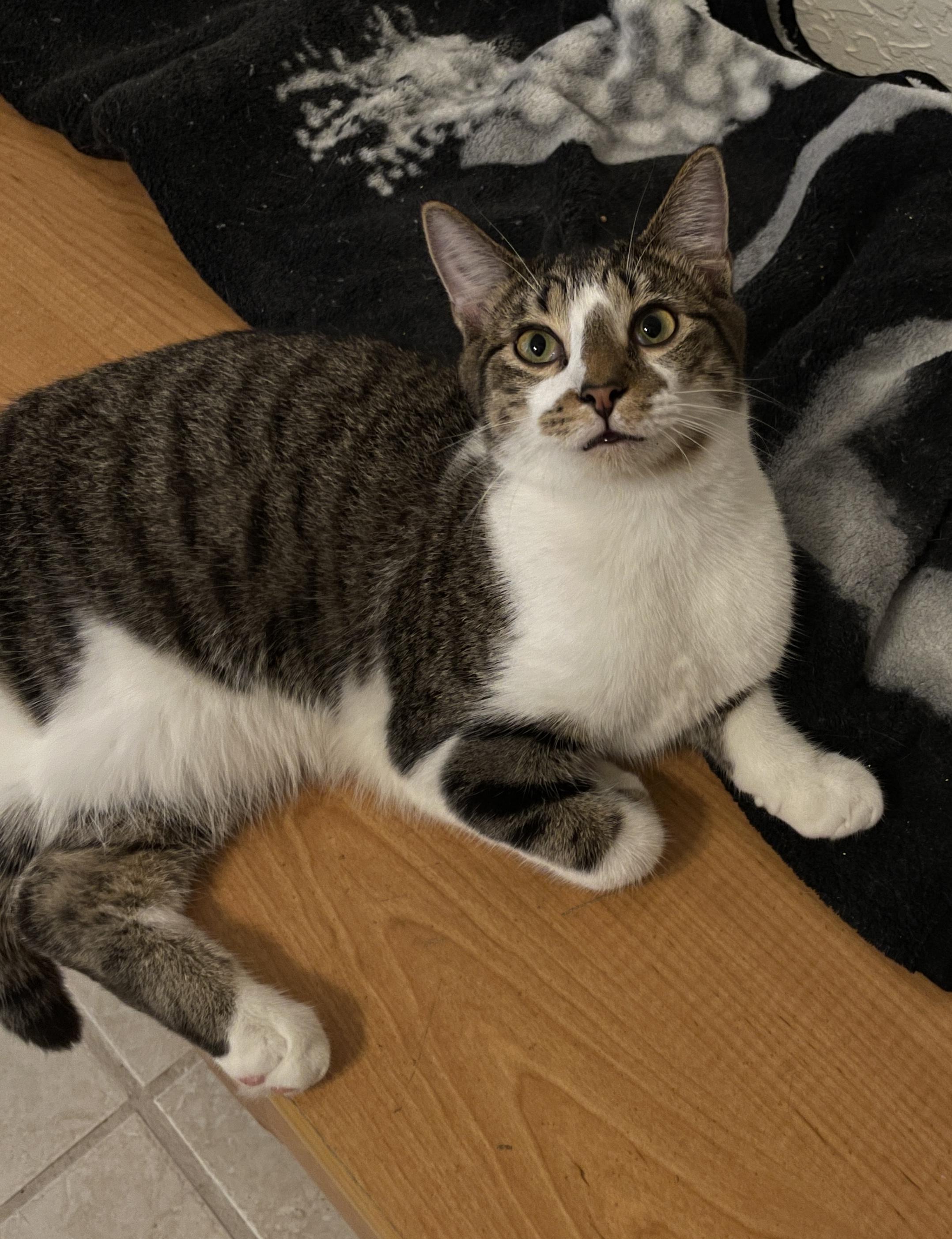 Dicen & Dexter, a Adoptable Domestic Short Hair in Plantation, FL image 3/3