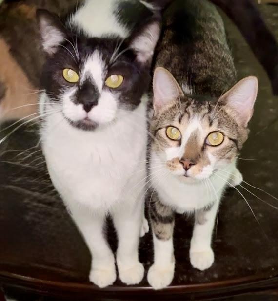 Dicen & Dexter, a Adoptable Domestic Short Hair in Plantation, FL image 1/3