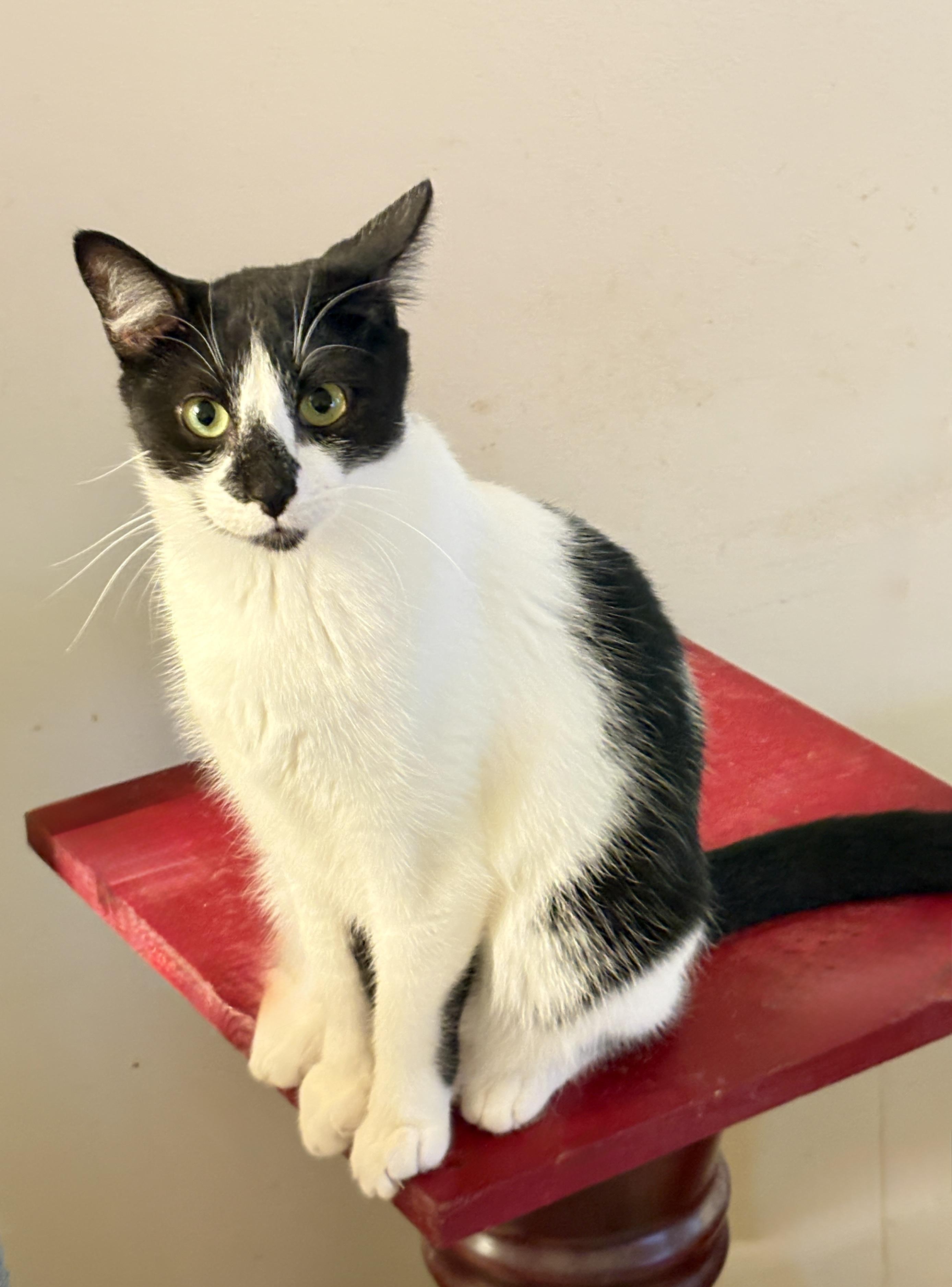 Dicen & Dexter, a Adoptable Domestic Short Hair in Plantation, FL image 2/3