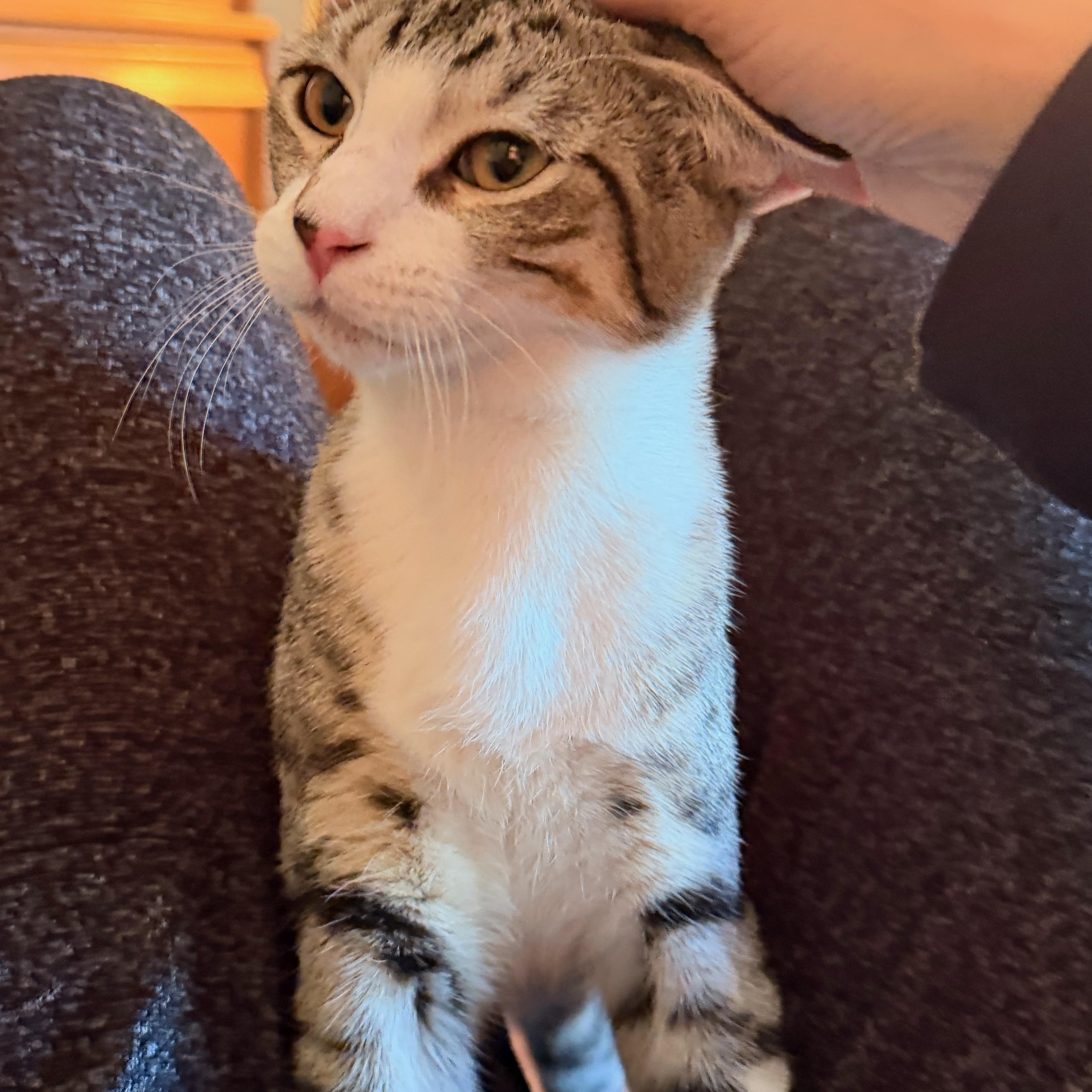 Enlarge King, a Adoptable Domestic Short Hair in Honeoye, NY image 2/2