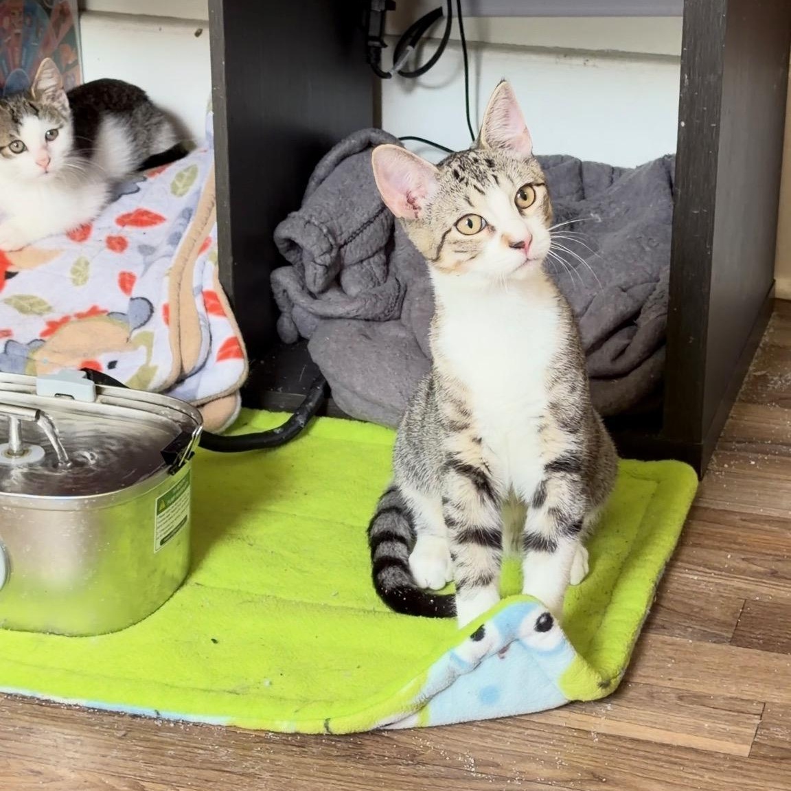 King, Adoptable, Young Male Domestic Short Hair.