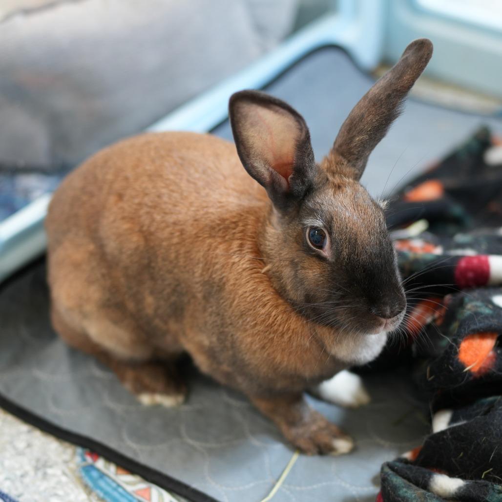 Enlarge Teeny, a Adoptable Cinnamon in Hilliard , FL image 1/5