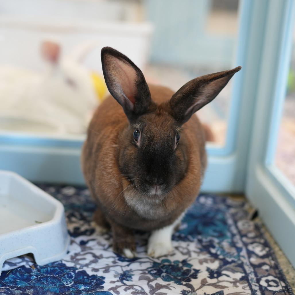 Enlarge Teeny, a Adoptable Cinnamon in Hilliard , FL image 2/5
