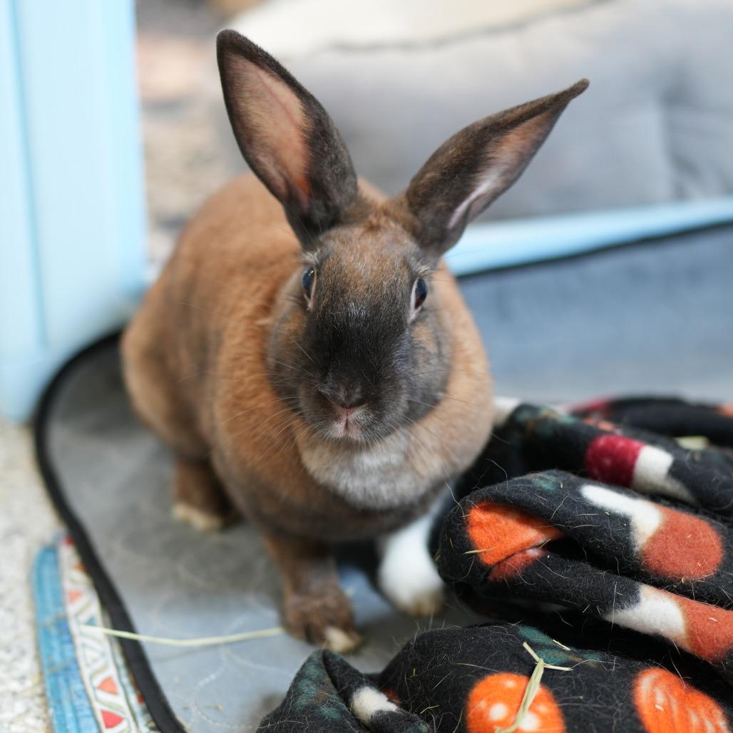Enlarge Teeny, a Adoptable Cinnamon in Hilliard , FL image 3/5