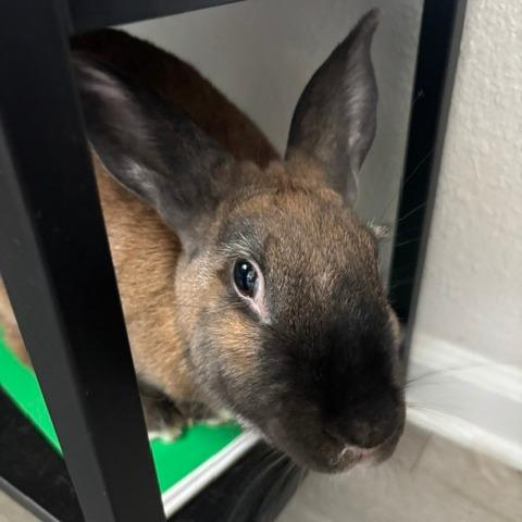 Enlarge Teeny, a Adoptable Cinnamon in Hilliard , FL image 4/5