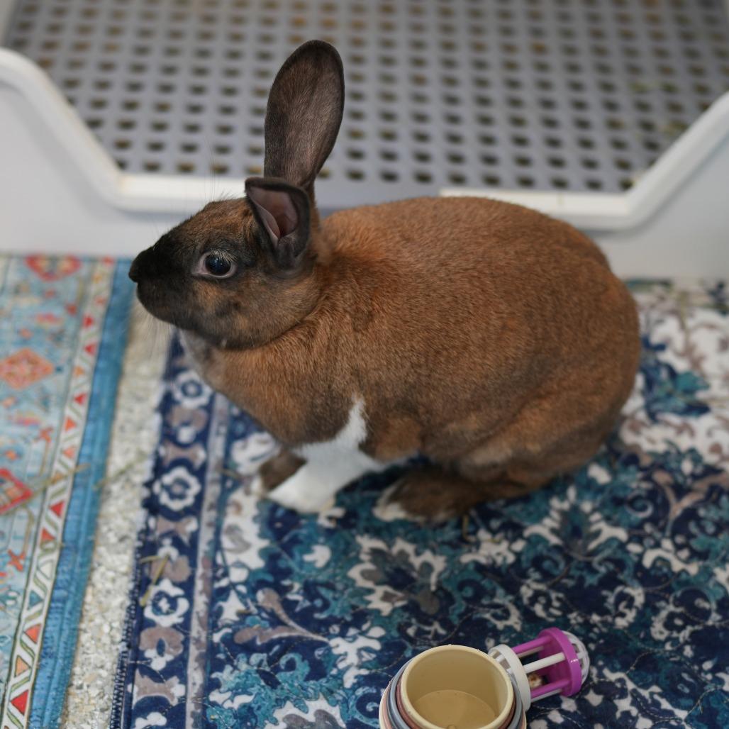Enlarge Teeny, a Adoptable Cinnamon in Hilliard , FL image 5/5