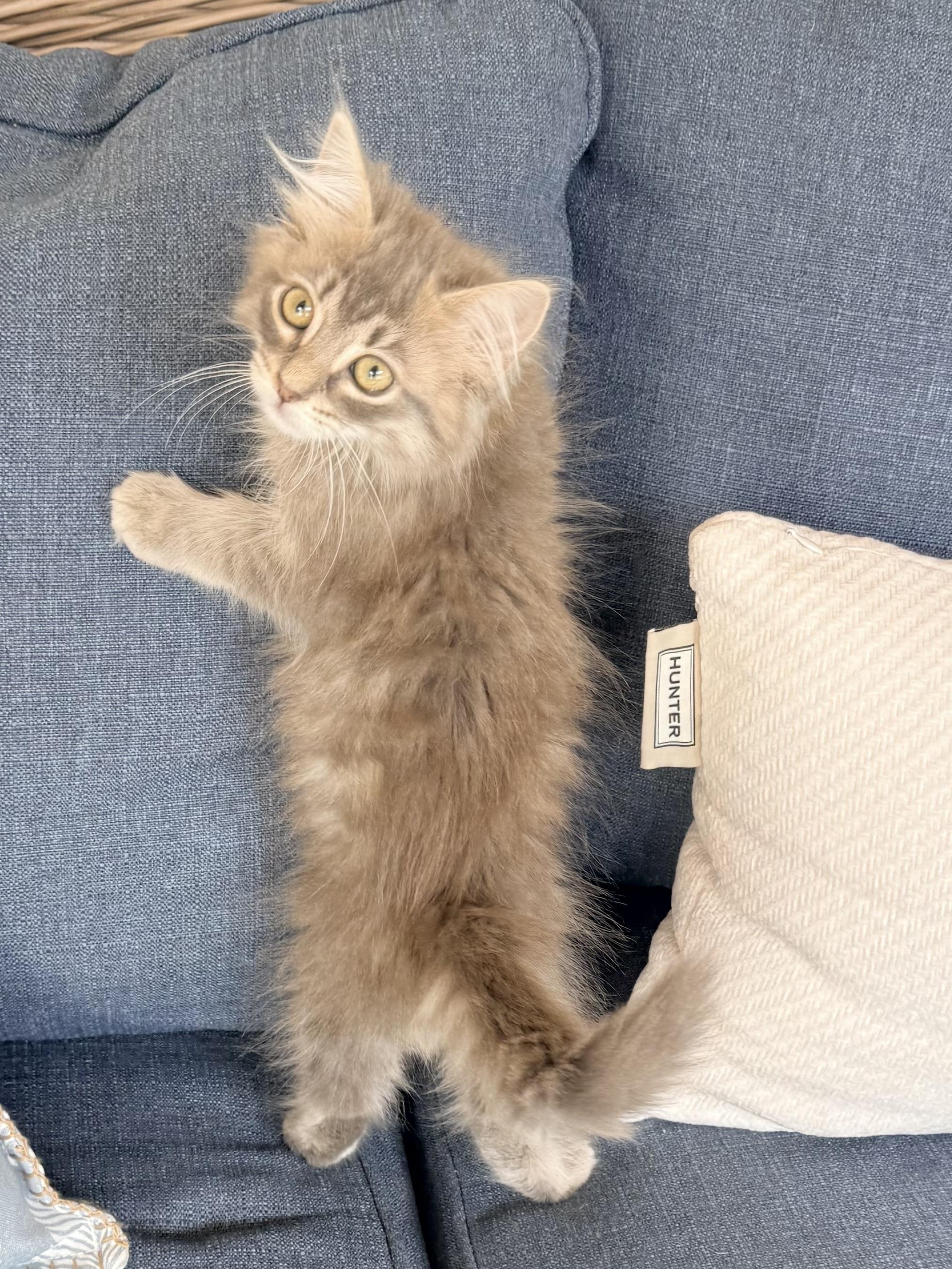 Enlarge Sugar Butt, an adopted mixed breed in Tavares, FL image 5/5