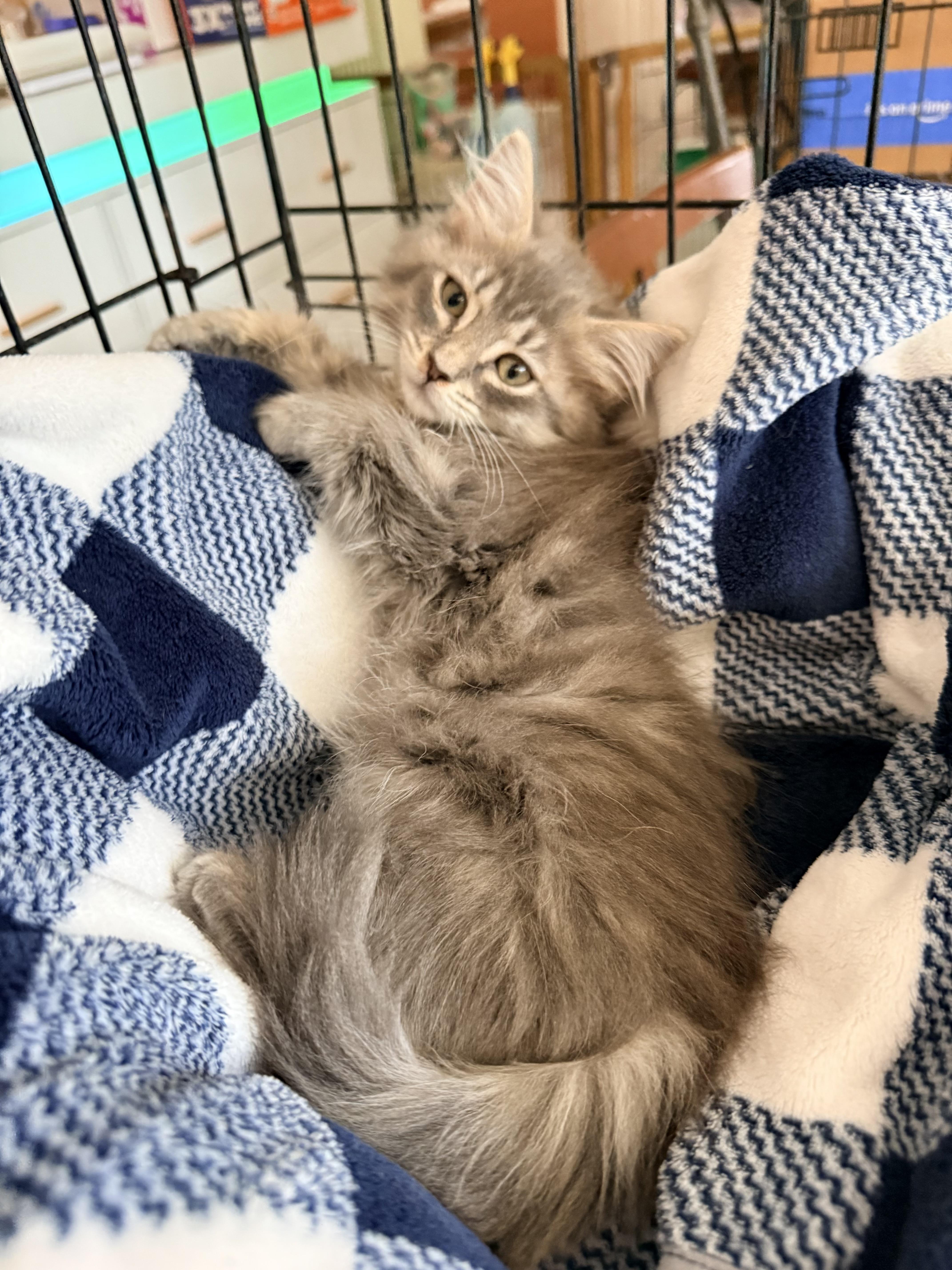 Enlarge Sugar Butt, an adopted mixed breed in Tavares, FL image 3/5