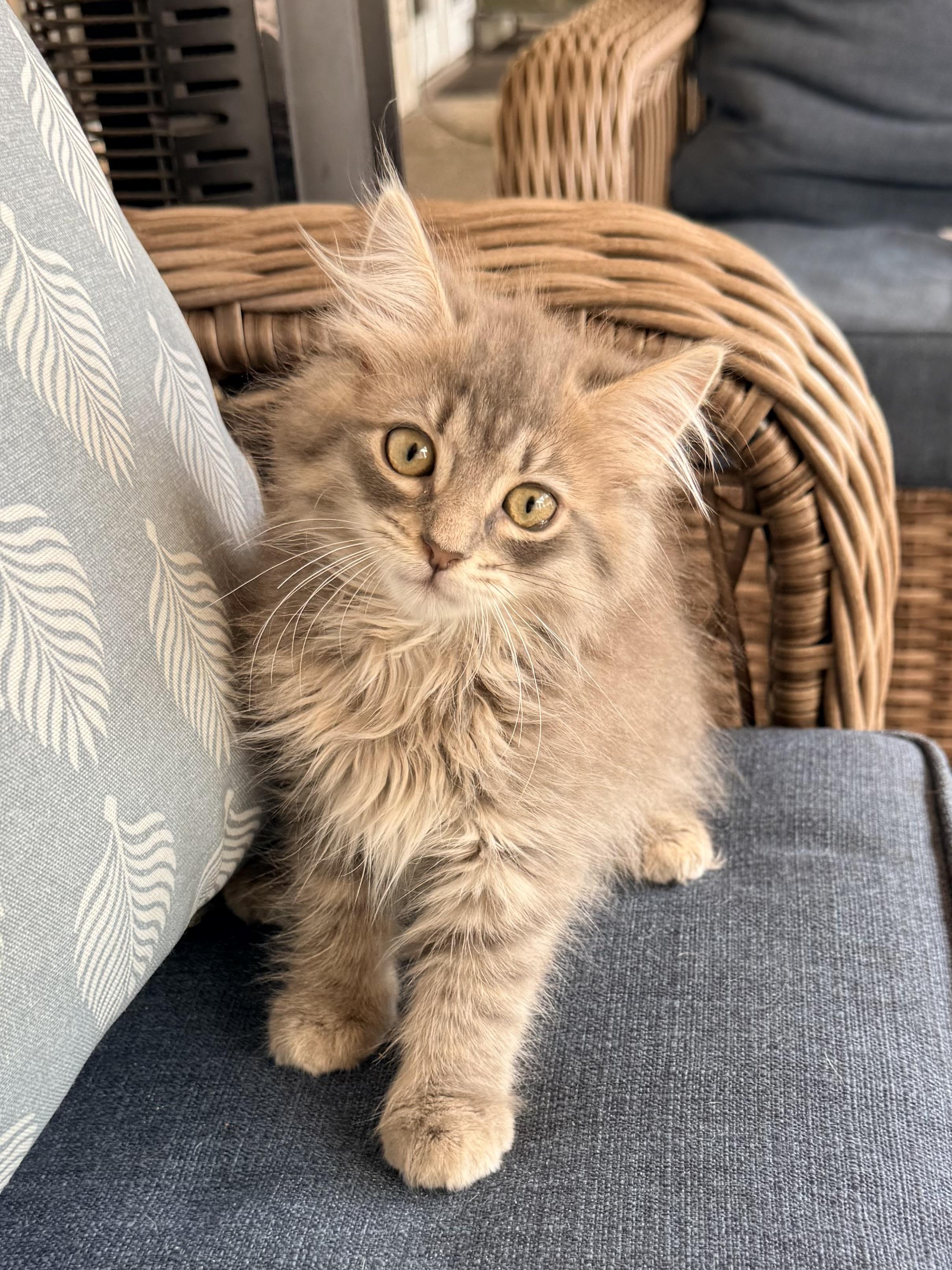Sugar Butt, adopted, Kitten Male Ragamuffin & Domestic Long Hair.
