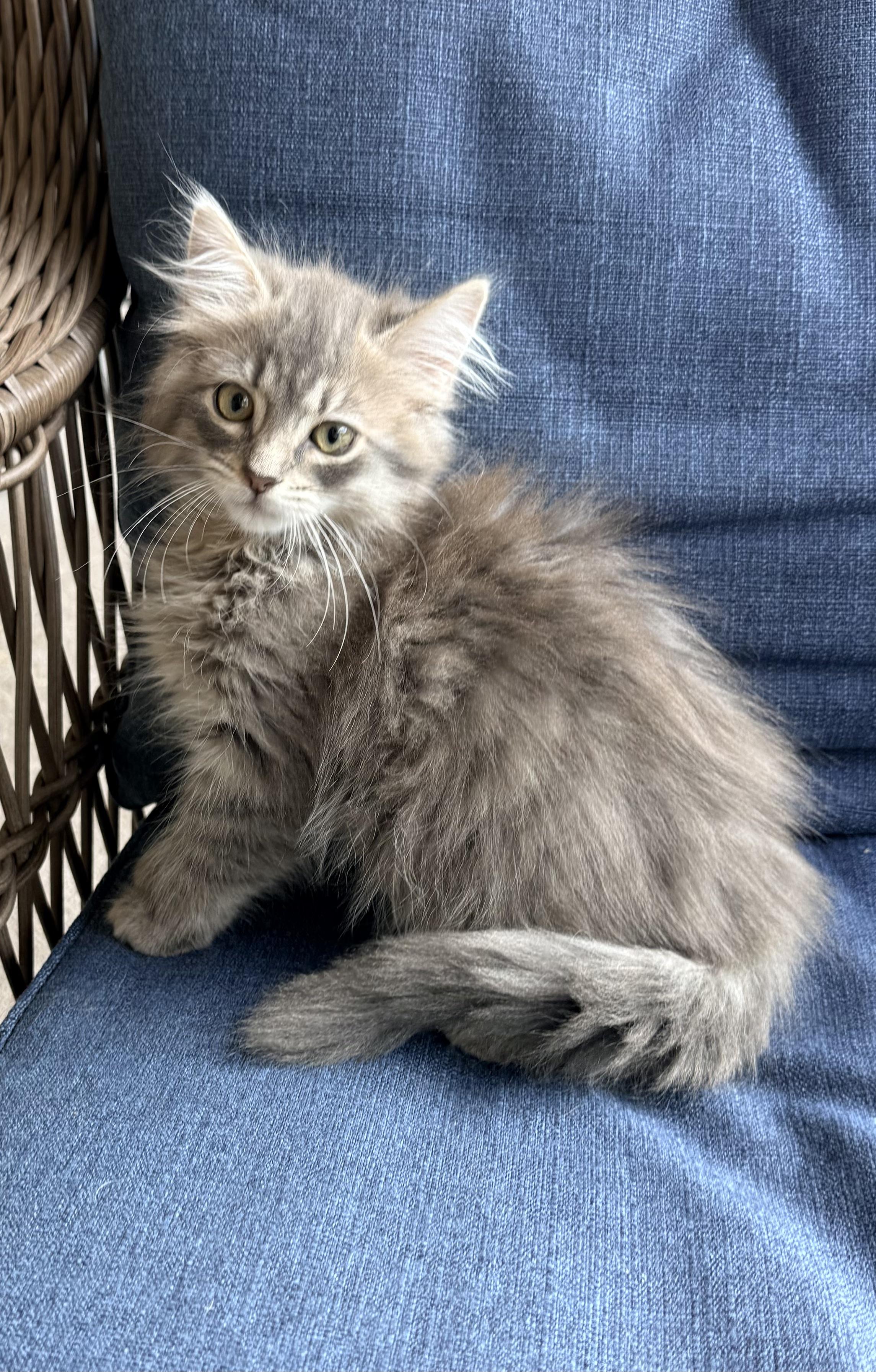 Enlarge Sugar Butt, an adopted mixed breed in Tavares, FL image 2/5