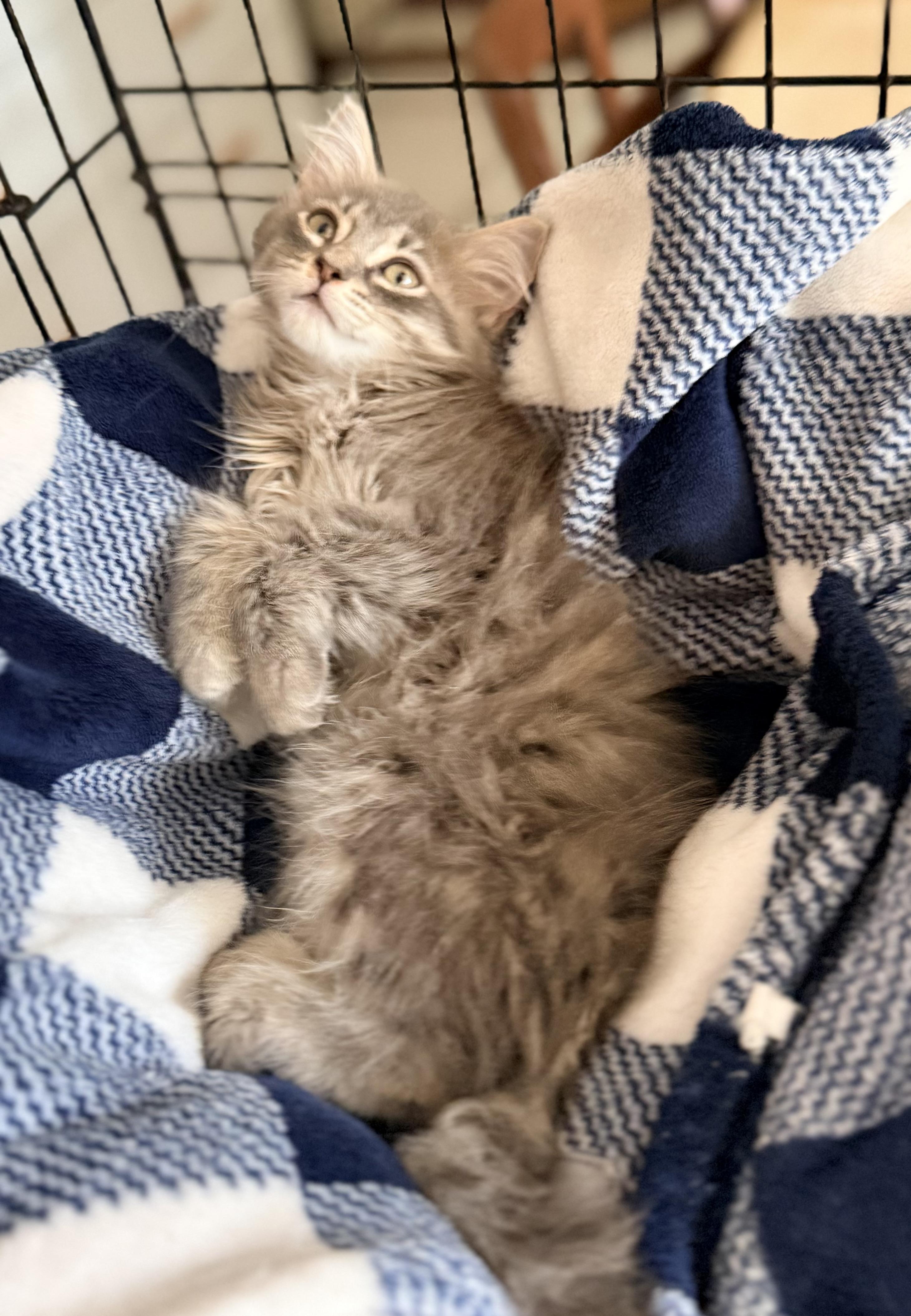 Enlarge Sugar Butt, an adopted mixed breed in Tavares, FL image 4/5