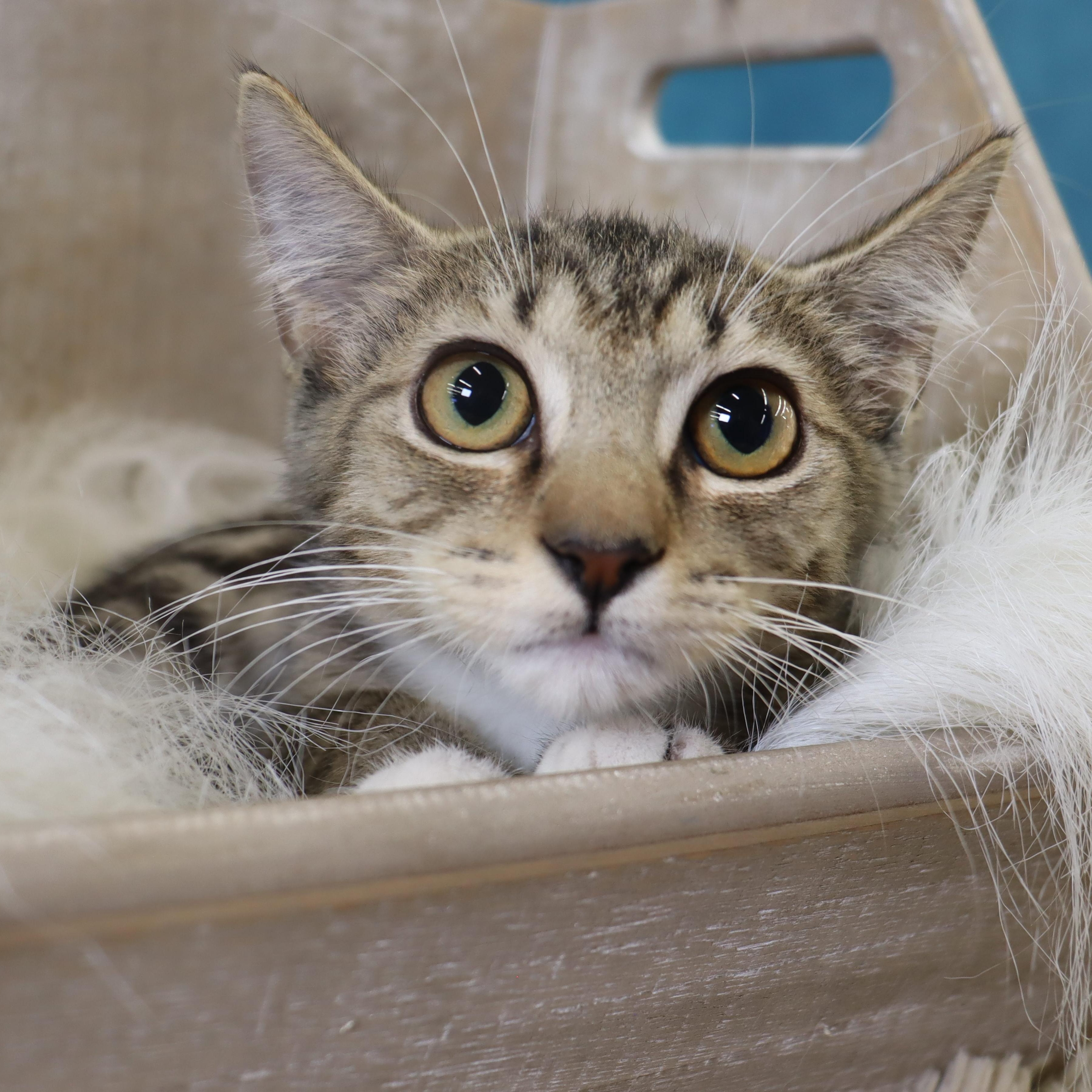 Enlarge Toast, a Adoptable mixed breed in League City, TX image 1/1