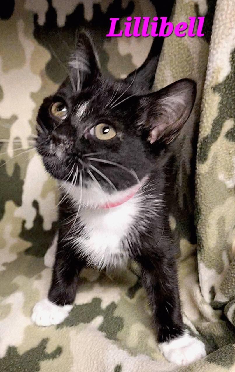 Lillibell thumbnail 2