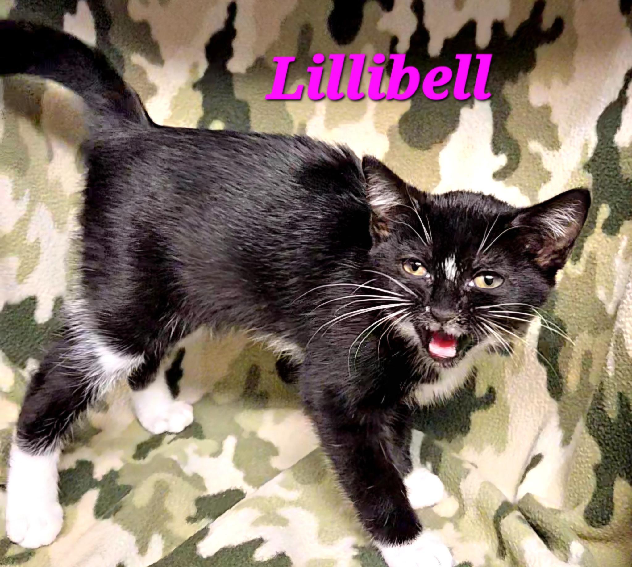 Lillibell thumbnail 3